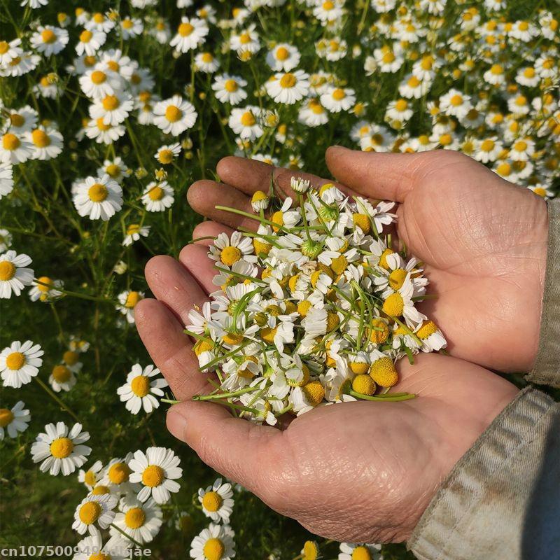 100% natürliche getrocknete Ka – Chamomile Tea Bewertung und Preis