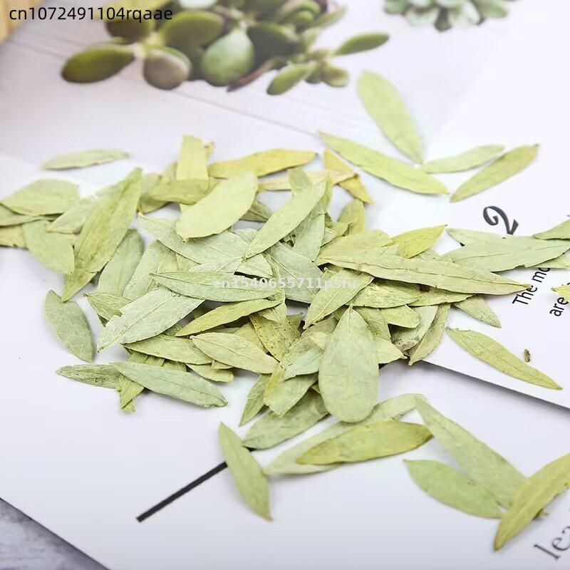 Premium Bio-Senna-Blätter & -P – Dried Herbs Bewertung und Preis